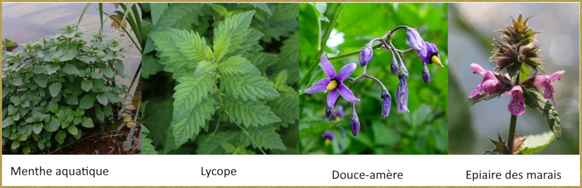 Menthe